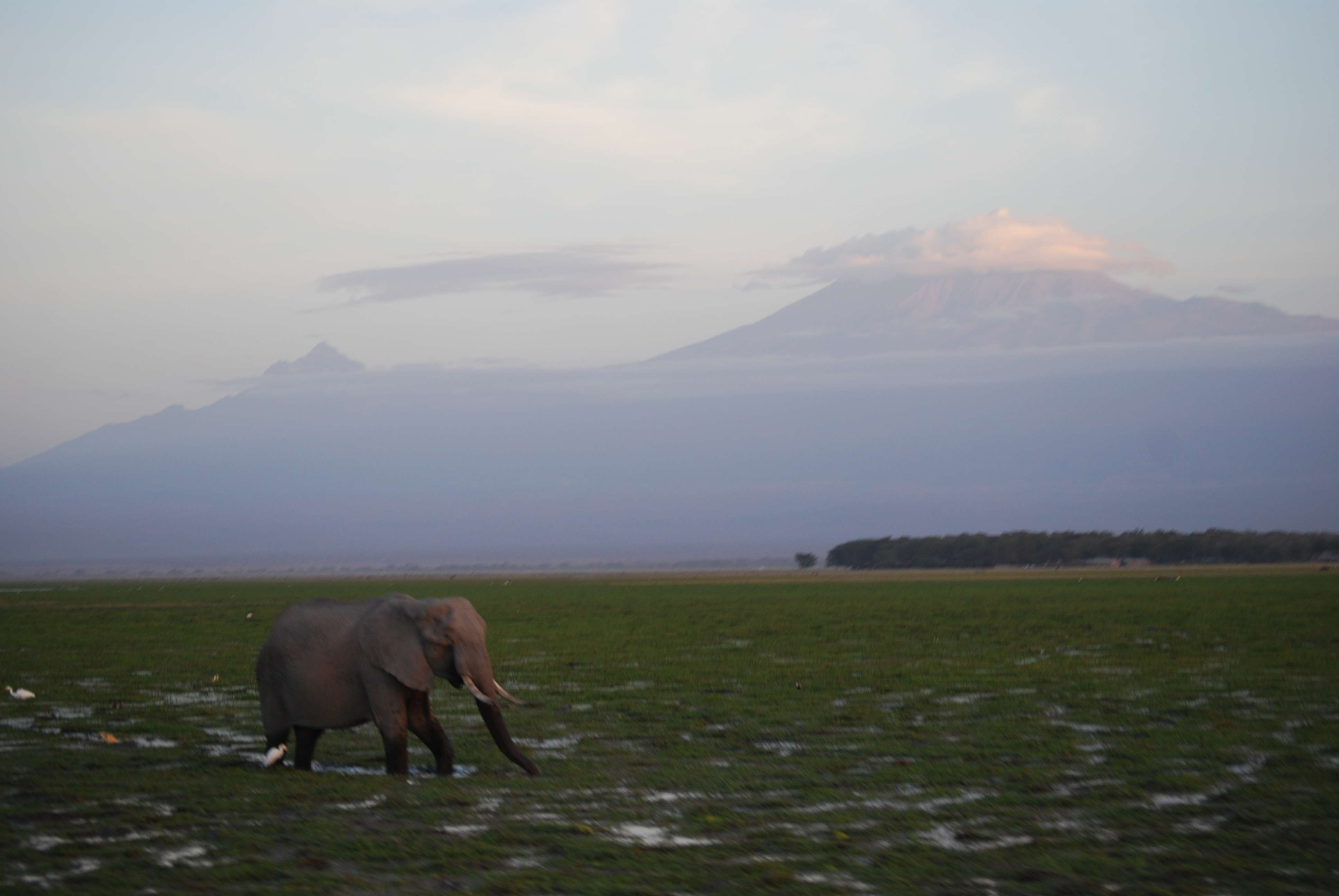 Amboseli, el descubrimiento de Africa - Kenia una experiencia inolvidable (8)