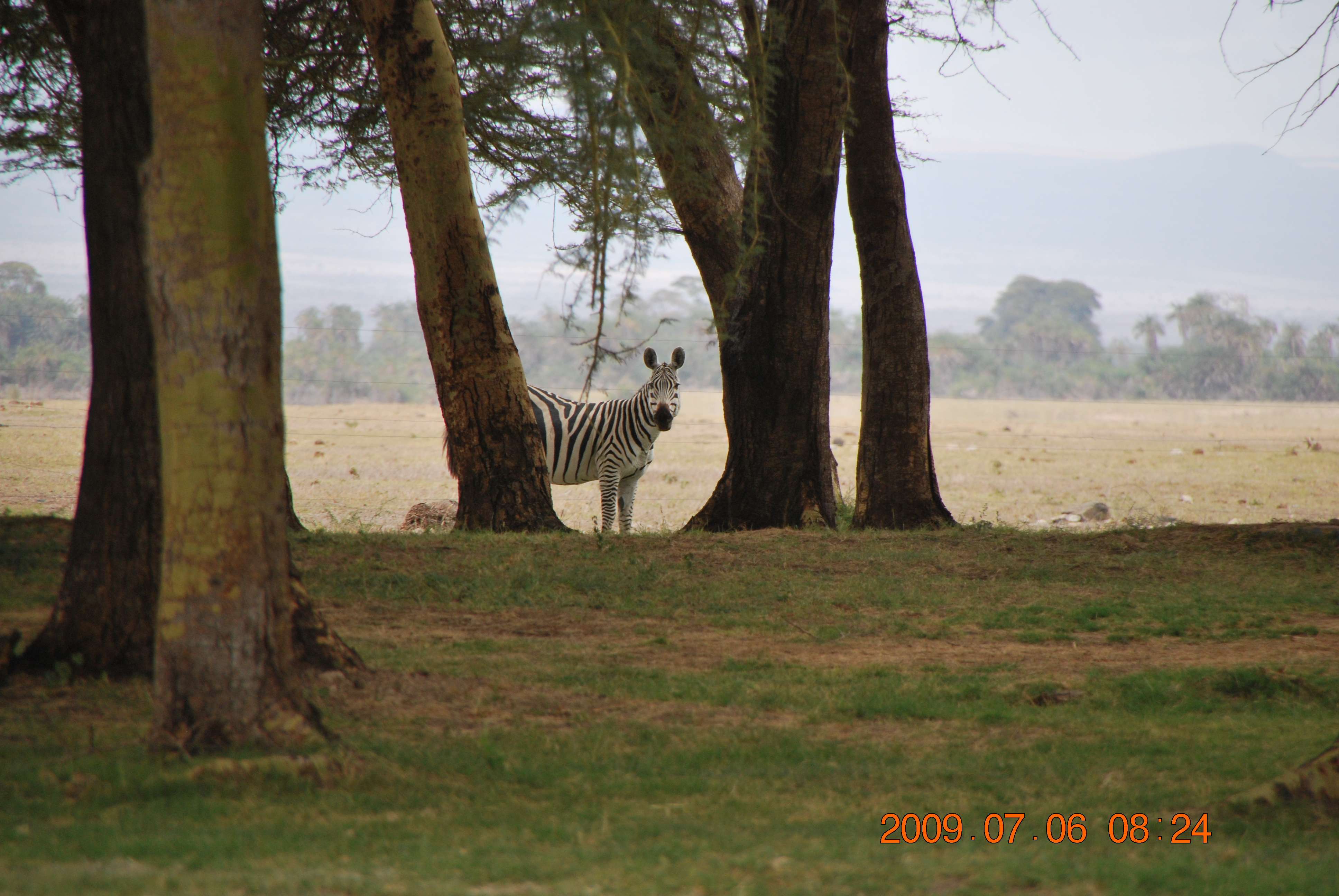 Amboseli, el descubrimiento de Africa - Kenia una experiencia inolvidable (4)